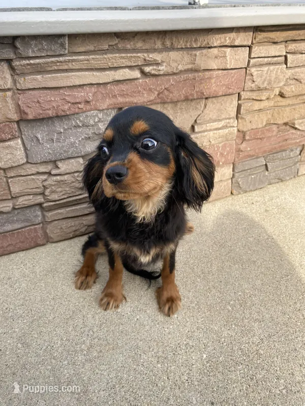 Zues – Cavalier King Charles Spaniel puppy for sale in Loogootee, IN