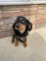 Zues, a male Cavalier King Charles Spaniel for sale in Loogootee, IN – Photo 1 of 8