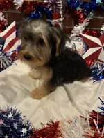 Jinx, a male Morkie for sale in Loogootee, IN – 9 of 9