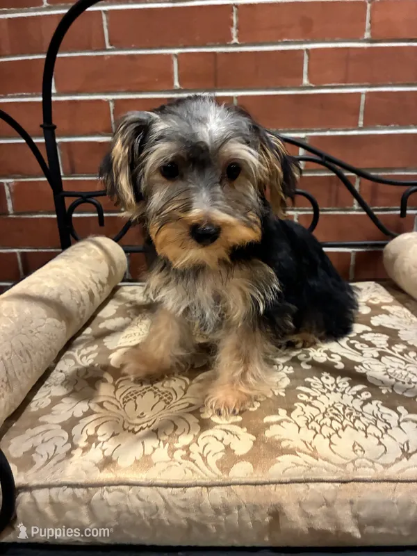 Jinx – Morkie puppy for sale in Loogootee, IN