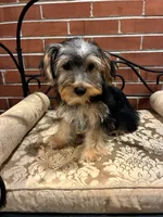 Jinx, a male Morkie for sale in Loogootee, IN – 2 of 9