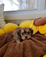Cinnamon sugar, a female Cavachon for sale in Loogootee, IN – Photo 2 of 2