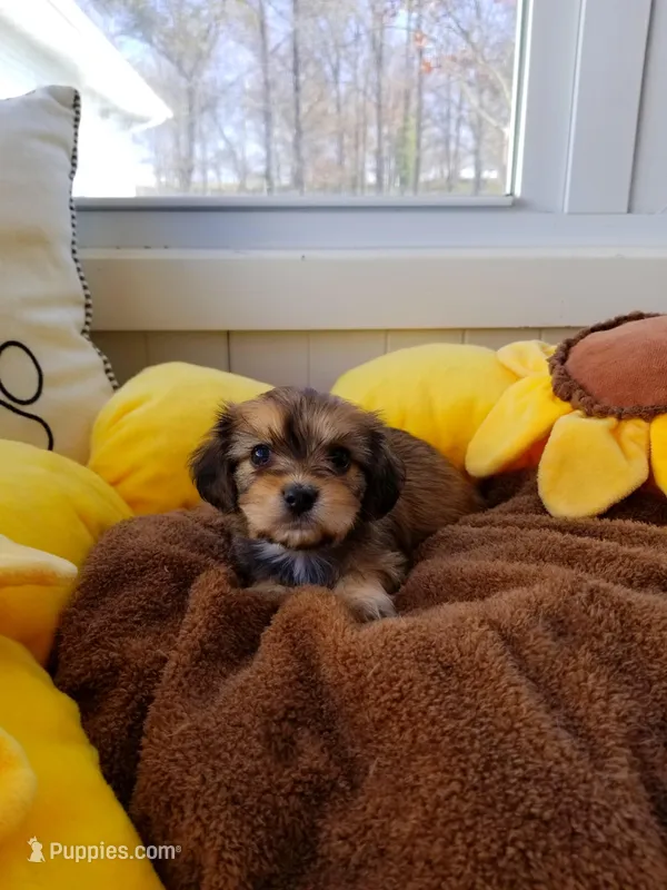 Cinnamon sugar, a female Cavachon for sale in Loogootee, IN – Photo 1 of 2