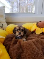 Cinnamon sugar, a female Cavachon for sale in Loogootee, IN – Photo 1 of 2