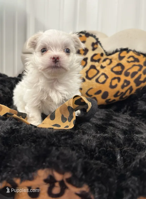 Boy 2 – Maltese puppy for sale in Jasper, IN