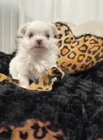 Boy 2, a male Maltese for sale in Jasper, IN – 1 of 6