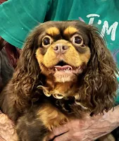 Brown Sugar, a female Cavalier King Charles Spaniel for sale in Loogootee, IN – 2 of 9