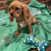 Rudy, a male Cavalier King Charles Spaniel for sale in Loogootee, IN – Photo 4 of 5