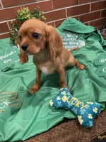 Rudy, a male Cavalier King Charles Spaniel for sale in Loogootee, IN – Photo 4 of 5