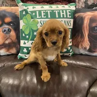 Rudy, a male Cavalier King Charles Spaniel for sale in Loogootee, IN – Photo 2 of 5