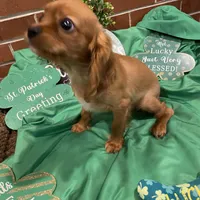 Rudy, a male Cavalier King Charles Spaniel for sale in Loogootee, IN – Photo 5 of 5