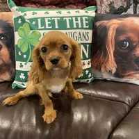 Rudy, a male Cavalier King Charles Spaniel for sale in Loogootee, IN – Photo 3 of 5