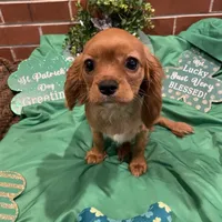 Rudy, a male Cavalier King Charles Spaniel for sale in Loogootee, IN – Photo 1 of 5