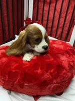 processed/84ded415-4d34-4d19-b3a2-3140f62c0fe1/listing/c33cea81-110d-465e-b166-5244741bf248/b9185596-d644-4c97-8398-9d92b10cd1b3