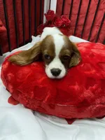 processed/84ded415-4d34-4d19-b3a2-3140f62c0fe1/listing/c33cea81-110d-465e-b166-5244741bf248/b9f56417-c197-4f78-a91b-33d0a7395a44