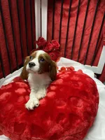 processed/84ded415-4d34-4d19-b3a2-3140f62c0fe1/listing/c33cea81-110d-465e-b166-5244741bf248/db16481f-7009-4bfa-9537-e5c89ceadf80