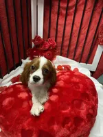 processed/84ded415-4d34-4d19-b3a2-3140f62c0fe1/listing/c33cea81-110d-465e-b166-5244741bf248/ed659999-7cbe-4810-adc1-c2bec376faac