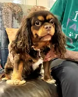 Brown Sugar, a female Cavalier King Charles Spaniel for sale in Loogootee, IN – 3 of 9