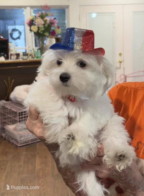 Male – Maltese puppy for sale in Loogootee, IN