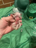 Female 1, a female Maltese for sale in Loogootee, IN – Photo 2 of 5