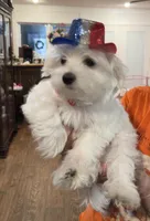 Male, a male Maltese for sale in Loogootee, IN – 3 of 5