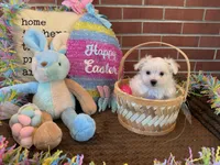 Male, a male Maltese for sale in Daytona Beach Shores, FL – Photo 3 of 3