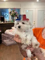 Male, a male Maltese for sale in Loogootee, IN – 4 of 5