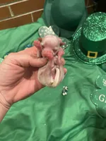 Female 1, a female Maltese for sale in Loogootee, IN – Photo 1 of 5