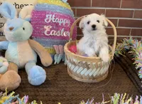 Male, a male Maltese for sale in Daytona Beach Shores, FL – Photo 2 of 3