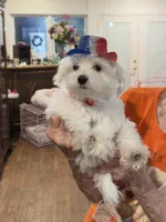 Male, a male Maltese for sale in Loogootee, IN – 2 of 5