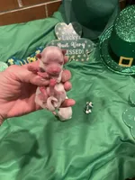 Female 1, a female Maltese for sale in Loogootee, IN – Photo 5 of 5