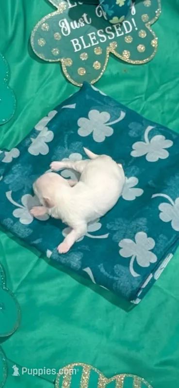 Male – Maltese puppy for sale in Loogootee, IN