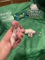 Female 1, a female Maltese for sale in Loogootee, IN – Photo 3 of 5