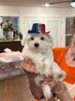 Male, a male Maltese for sale in Loogootee, IN – 5 of 5