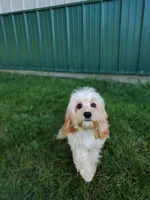 Calvin, a male Cavapoo for sale in Loogootee, IN – Photo 1 of 5