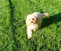 Calvin, a male Cavapoo for sale in Loogootee, IN – Photo 2 of 5