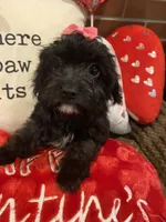 Raven, a female Cavapoo for sale in Loogootee, IN – Photo 4 of 10