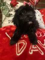 Raven, a female Cavapoo for sale in Loogootee, IN – Photo 9 of 10