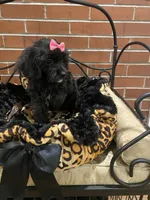 Raven, a female Cavapoo for sale in Loogootee, IN – Photo 6 of 10