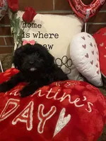 Raven, a female Cavapoo for sale in Loogootee, IN – Photo 5 of 10