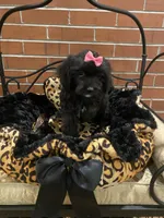 Raven, a female Cavapoo for sale in Loogootee, IN – Photo 10 of 10