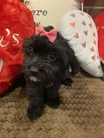 Raven, a female Cavapoo for sale in Loogootee, IN – Photo 3 of 10