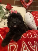 Raven, a female Cavapoo for sale in Loogootee, IN – Photo 8 of 10