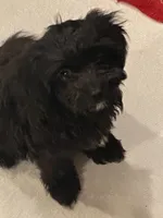 Raven, a female Cavapoo for sale in Loogootee, IN – Photo 1 of 10