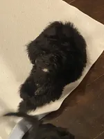 Raven, a female Cavapoo for sale in Loogootee, IN – Photo 2 of 10