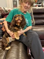 Brown Sugar, a female Cavalier King Charles Spaniel for sale in Loogootee, IN – 7 of 9