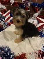 Jinx, a male Morkie for sale in Loogootee, IN – 5 of 9