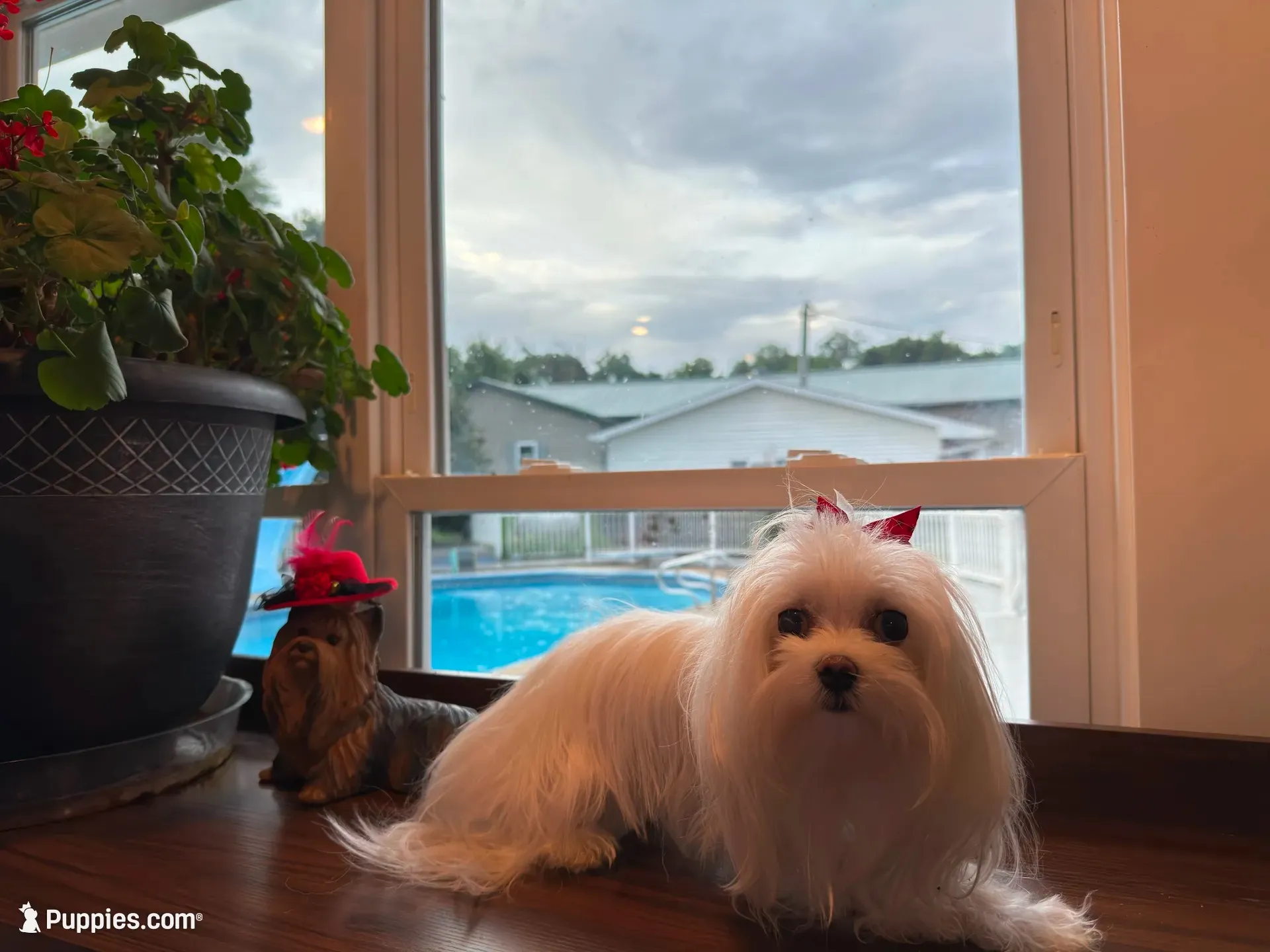 Boy1, a male Maltese for sale in Jasper, IN – 2 of 8