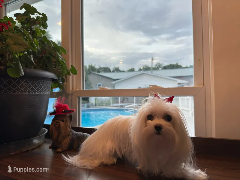 Boy1 – Maltese puppy for sale in Jasper, IN