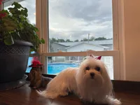 Boy1, a male Maltese for sale in Jasper, IN – 1 of 6